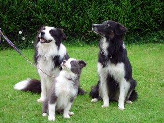 DSC03766_bordertrio.1