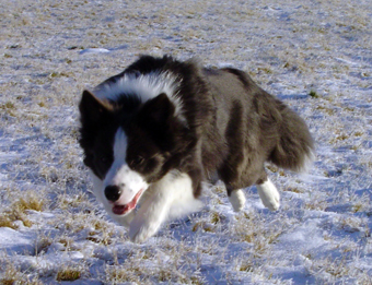 DSC04295_billie_01.08_2