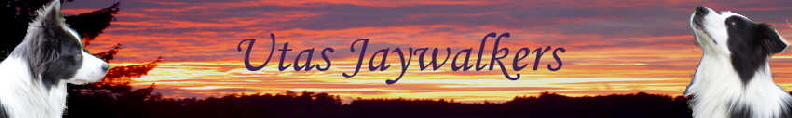 banner_jaywalkers
