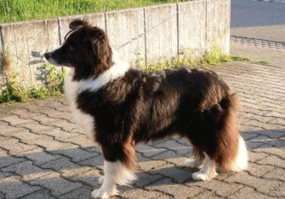 dogCMSimage2s