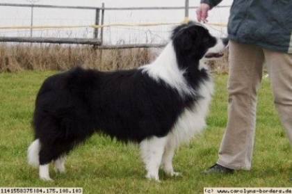 dogCMSimages02
