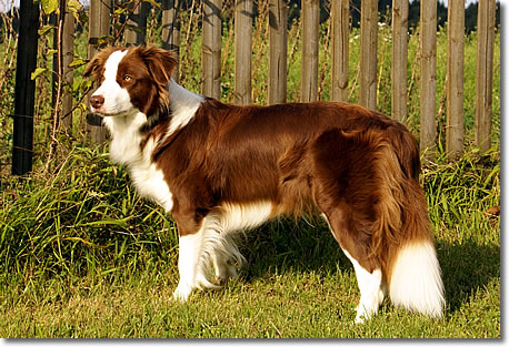 bordercollie-gayle-001