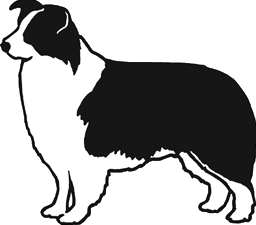 dog-graphics-border-collie-503479