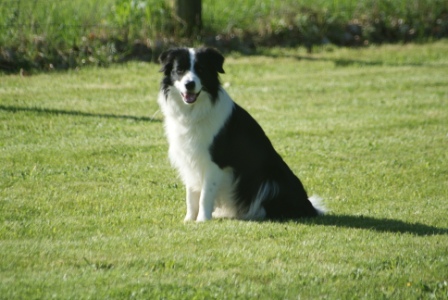 dylan_01