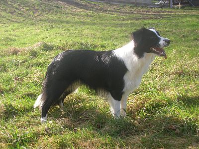 jade_01